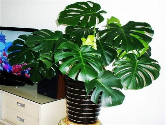 ��ȩ���ЋD��Σ������Щ��